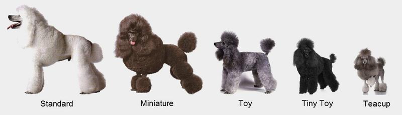 Các loại chó Poodle đang phổ biến hiện nay