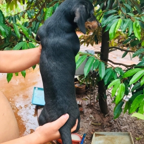 chó lạp xưỡng