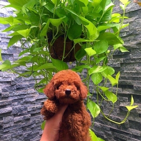 poodle tini 2 thang tuoi