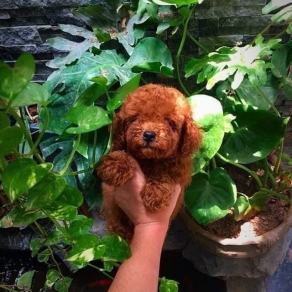 cho poolde tiny