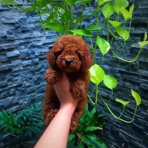 cho poolde tini nâu đỏ