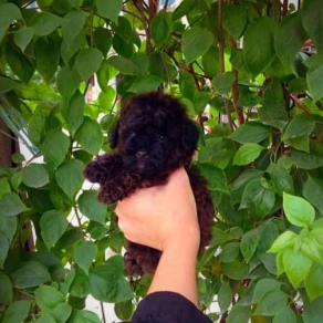 poodle tini đen