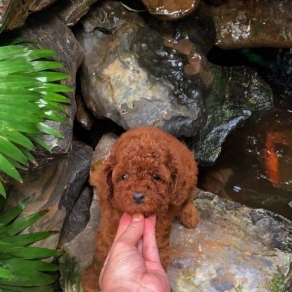 poolde tiny đỏ