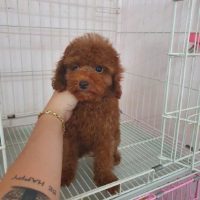 poolde tiny
