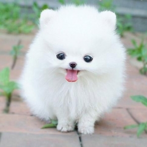 Chó Phóc Sóc Trắng