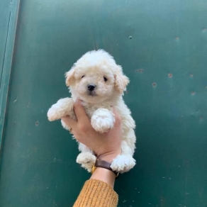 poodle tini 2 thang tuoi trắng