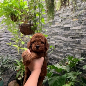 poodle nâu đỏ