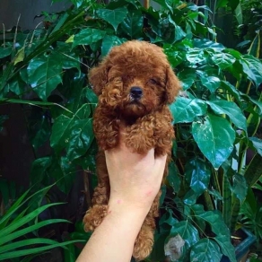 poolde nau đỏ