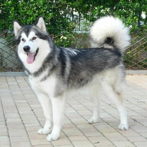 Chó Alaska Malamute Giống 005