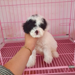 Poolde bò sữa