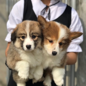 Corgi