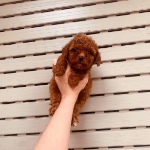 Poolde tiny