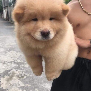 Chow chow