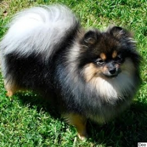 Chó Phóc Sóc Đen Pomeranian