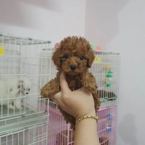 Poolde tiny