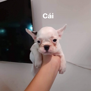 Bull pháp bò sữa