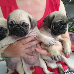 Pug thuần