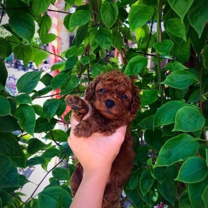 Poolde tiny