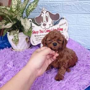 Poolde nau đỏ đậm