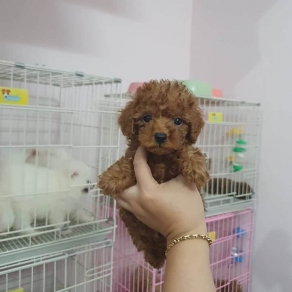 Poolde tiny