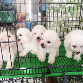 Poolde trắng