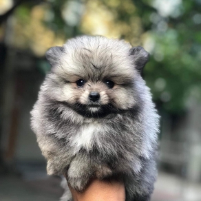 Pomaniran