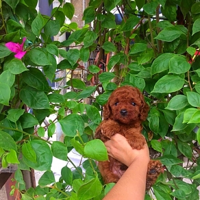 Poolde tiny 