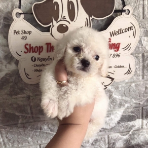 Poolde tiny trắng