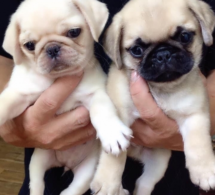 Pug mặt sệ 