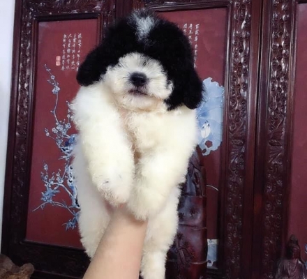 poolde bò sữa xám