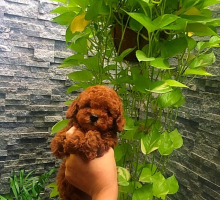 poodle tini 2 thang tuoi