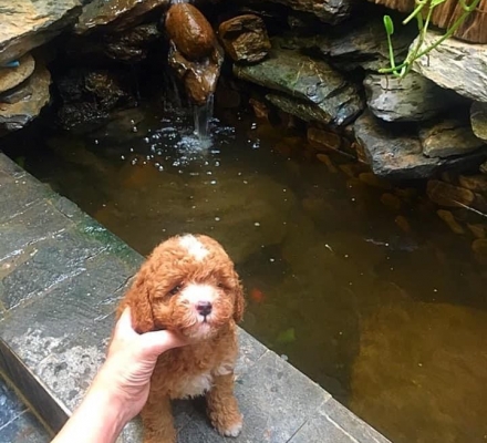 poolde bò nâu đỏ