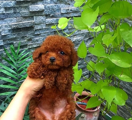 poodle nau