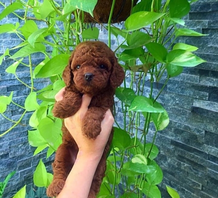 poolde tiny