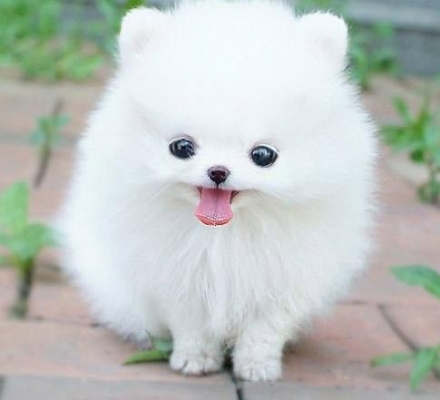 Bộ Sưu Tập Màu Lông Của Chó Phốc Sóc Pomeranian