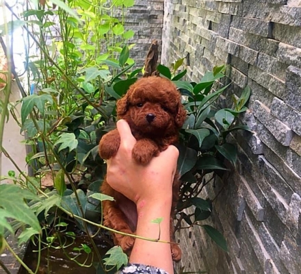 poolde nâu đỏ