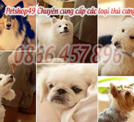 BÁN CHÓ KIỂNG TẠI ĐÀ LẠT - ĐỊA CHỈ BÁN THÚ CƯNG UY TÍN