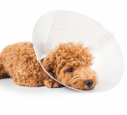 Một số vấn đề sức khỏe mà giống chó Poodle có thể gặp phải | Poodle Đà Lạt 