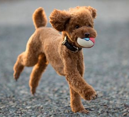 Cách huấn luyện chó Poodle