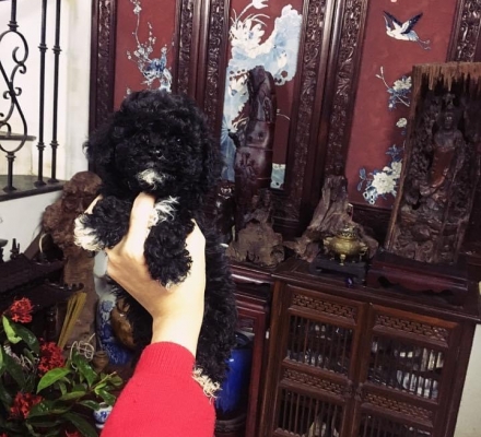 poolde đen huyền
