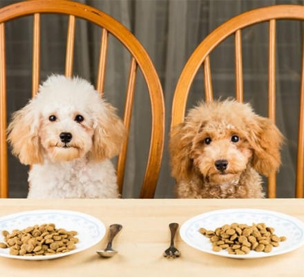 Chế độ dinh dưỡng cho chó Poodle