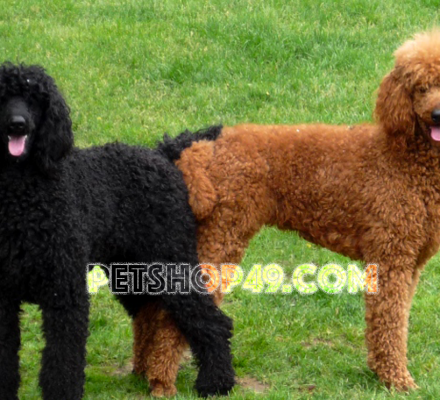 Phối Giống Poodle