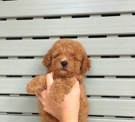 poolde nau đỏ tiny