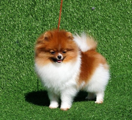 Mua – Bán Chó Phốc Sóc “Pomeranian” Giá Tốt!