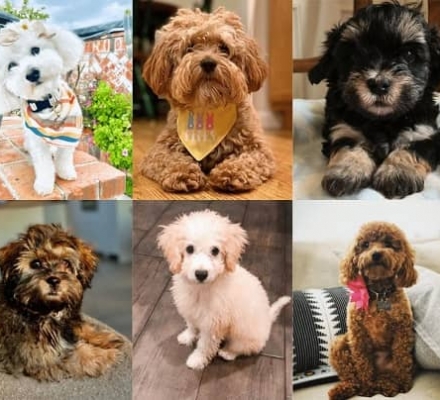 Những màu lông của giống chó Poodle phổ biến