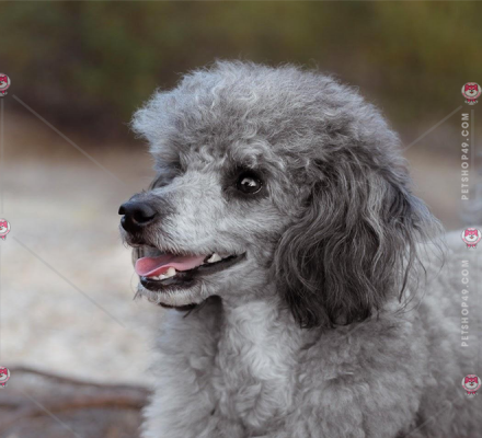 LÝ DO BẠN NÊN MUA CHÓ POODLE VỀ NUÔI 