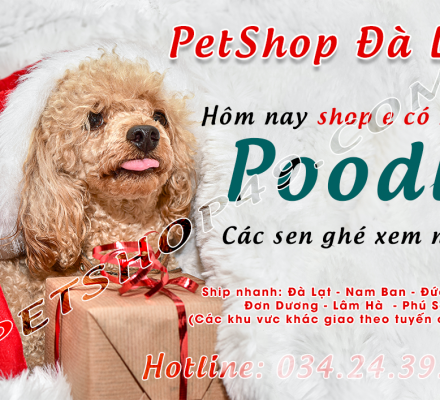 CUNG CẤP POODLE ĐẸP TẠI ĐÀ LẠT | SHOP THÚ CƯNG ĐÀ LẠT