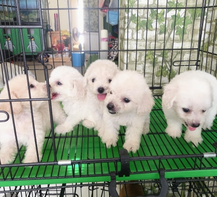 Những điều cần biết khi nuôi chó Poodle | Pet Shop Đà Lạt