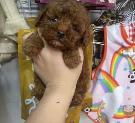 Poodle Nâu 14/4